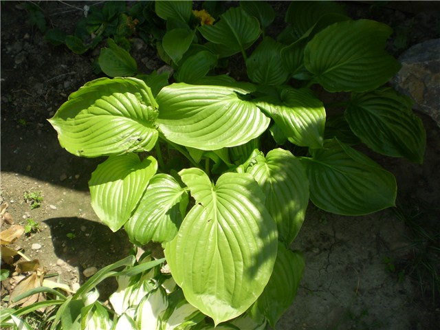 hosta